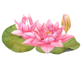 Lotus Flowers. Hand drawn watercolor illustration of tropical pink waterlily and green leaves on isolated background. Bundle of water lily for clipart or spa or Zen design. Botanical drawing