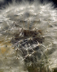 Vertical closeup of a dandelion seedhead.