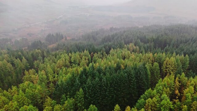 Foggy forest in the Highlands Scotland