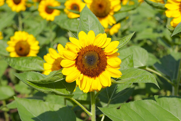 Blooming sunflower fields. Beautiful yellow flower
