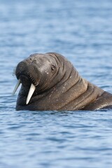 Vertical closeup shot of a walrus with long tusks swimming in the blue ocean