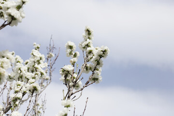 Branches of sakura flowers, cherry blossom