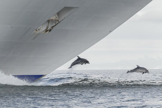 View of two Bottlenose dolphins jumping by the ship