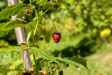 Ripe and unripe raspberry in the fruit garden. Growing natural bush of raspberry. Branch of raspberry in sunlight.