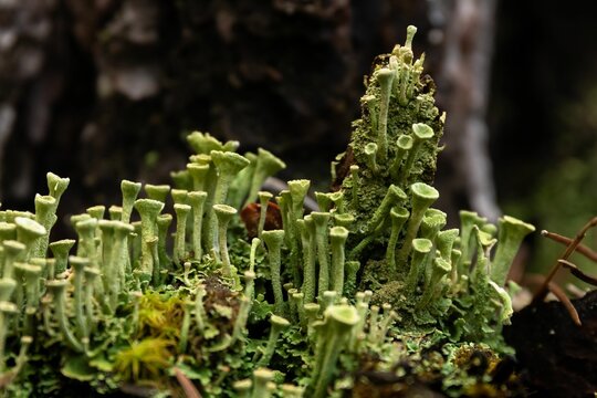 Closeup shot of flowerless stems