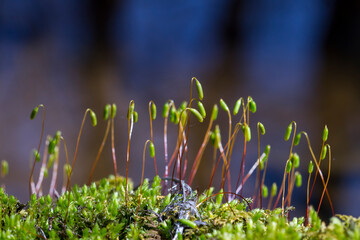 Small green plants growing in the moss on a blurred background