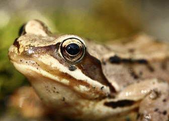 Beautiful European common frog 