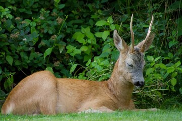 Beautiful view of the European roe deer sleeping in a garden