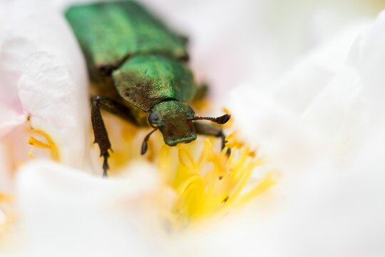 Macro shot of a rare noble chafer breed of beetle eating on a rose