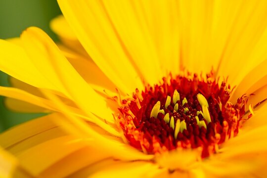 Closeup shot of a yellow marigold flower
