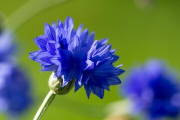 Closeup shot of blue Knapweed flowers in a field - obrazy, fototapety, plakaty