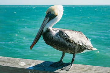 Pelican perched on a Florida beach pier on a sunny day