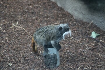 Fototapeta premium Tamarin monkey on stone