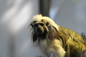 Tamarin monkey in blurred background