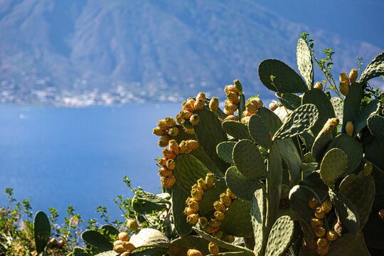 Close-up of Sicilian prickly pears with the seaside cliff in Lipari, Italy