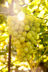 Bunch of green grapes in the garden.