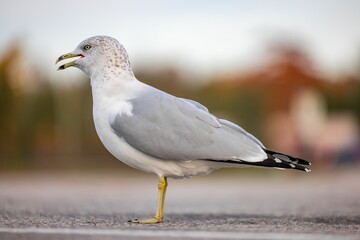 Closeup shot of a standing white and grey Ring-billed gull bird.