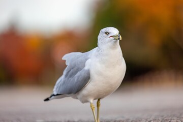 Closeup shot of a standing white and grey Ring-billed gull bird.