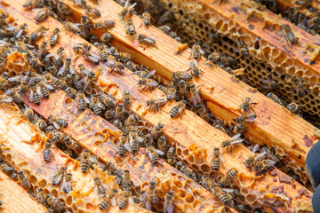 Open hive showing the bees swarming on a honeycomb..