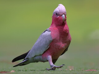 Colorful pink and grey Galah (cockatoo, parrot) with red eyes walking directly towards camera © BJP7images
