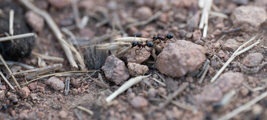 Closeup of ants on a rocky ground