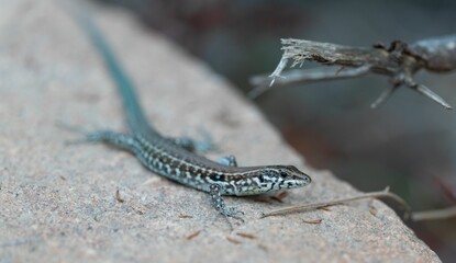 Selective closeup of a Tyrrhenian wall lizard on a stone