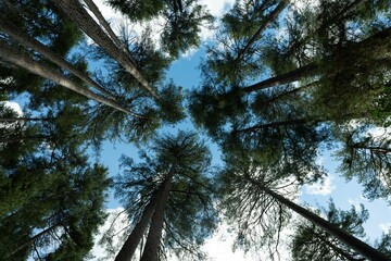 Low angle of tall trees against the blue sky