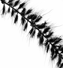 Beautiful closeup of black feather on white background
