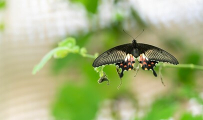 Beautiful view of a Papilio polytes butterfly in the garden
