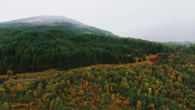 Foggy forest in the Highlands Scotland