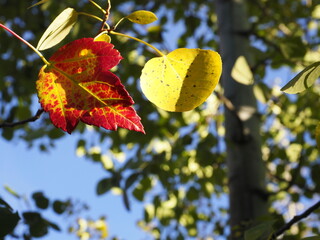 Closeup of red and yellow leaves of maple and aspen trees in sunlight