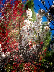 Vertical closeup of cherry blossom against beautiful flowers and trees in spring
