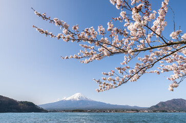 Mount Fuji with cherry tree in April, Lake Kawaguchi, Kawaguchiko, Yamanashi Prefecture, Japan - 781976336