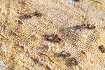Bees swarming on vintage textile background..