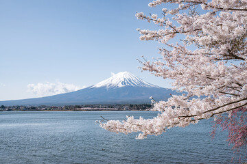 Mount Fuji and Lake Kawaguchi in spring, Kawaguchiko, Yamanashi Prefecture, Japan - 781977396