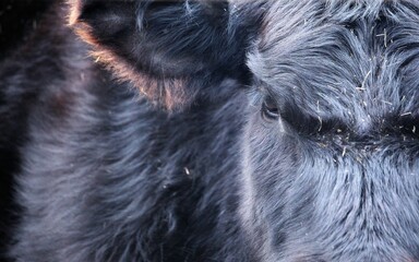 Closeup shot of a gray bison head