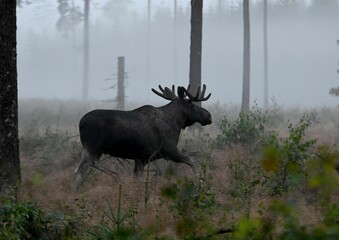 Scenic view of a black moose walking in a green forest on a foggy day