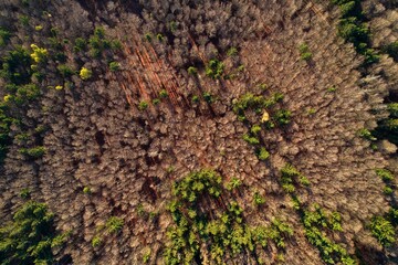 Autumn morning in the forest taken with a drone - near Furth im Wald, Bavaria - Germany