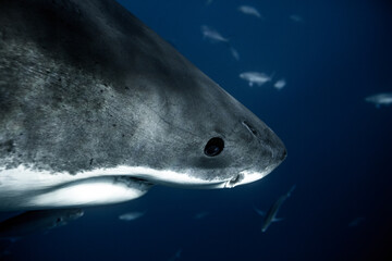 Close up of a great white shark head