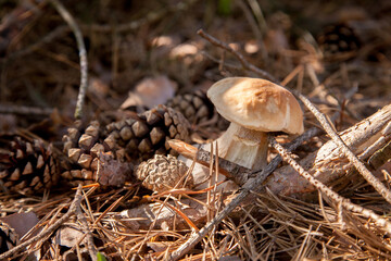 Porcini mushroom grows in pine tree forest at autumn season..