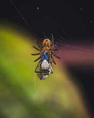 Vertical shot of a spider (Nephilengys) eating a fly in a cobweb