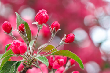 Spring nature photo, pink blossoms on the tree branches, selective focus