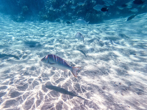 Spangled Emperor fish (Lethrinus Nebulosus) on his coral reef in the Red Sea, Egypt..