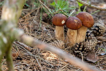 Triple porcini mushroom grows in pine tree forest at autumn season..
