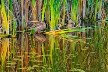 Obraz premium Cute ducks resting in a wetland in Alberta during the daytime
