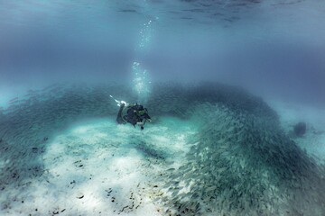 Diver surrounded by a school of fish in Bonaire Dutch, Caribbean