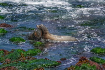 Fototapeta premium View of sea lions hugging each other in water