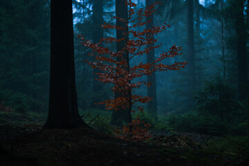 Gloomy and dark forest with beautifully colored tree during a foggy morning haze with the best mystic atmosphere in the north of Bohemia.