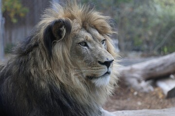 Closeup shot of a lion (Panthera leo)
