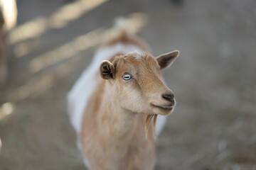 Closeup shot of a goatling